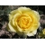 Róża wielkokwiatowa Bolero