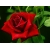 Róża wielkokwiatowa Cygne Noir
