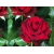 Róża wielkokwiatowa Red Berlin