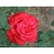 Róża wielkokwiatowa Fulugrante