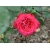 Róża wielkokwiatowa Fulugrante
