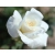 Róża wielkokwiatowa Virgo
