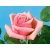 Róża wielkokwiatowa Karolina