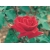 Róża wielkokwiatowa Ena Harknes