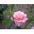 Róża wielkokwiatowa Queen Elizabeth