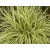 Turzyca  'Carex'