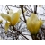 Magnolia Elizabeth żółta szczepiona 'Magnolia soulangeana'