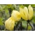 Magnolia Yellow Bird żółta szczepiona 'Magnolia soulangeana'