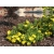 Pięciornik Goldteppich 'Potentilla fruticosa'