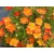 Pięciornik Hopleys Orange 'Potentilla fruticosa'