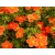 Pięciornik Hopleys Orange 'Potentilla fruticosa'