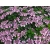 Hortensja Ogrodowa Libelle 'Hydrangea macrophylla'