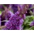 Budleja miniaturowa  Buterfly Candy Litle Purple  PBR