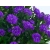 Aster 'Showmakers' Indigo Ice