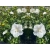Hibiskus bagienny White angel 'Hibiscus moscheutos'