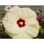 Hibiskus bagienny French Vanilla 'Hibiscus moscheutos'