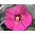 Hibiskus bagienny Watermelon Ruffles 'Hibiscus moscheutos'