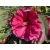 Hibiskus bagienny Watermelon Ruffles 'Hibiscus moscheutos'