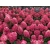 Hortensja paniculata 'Fire Light'