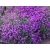 Żagwin 'Aubrieta cultorum' Audrey purple shades
