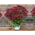 Rudbekia Flamenco True red