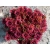 Rudbekia Flamenco True red