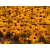 Rudbekia Goldsturm