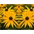 Rudbekia Goldsturm