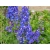 Ostróżka ogrodowa Blue Bird