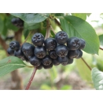 Aronia