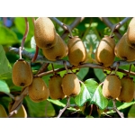 Kiwi Jadalne