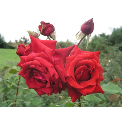 Róża wlkp. Czerwona Bukietowa Z DONICY