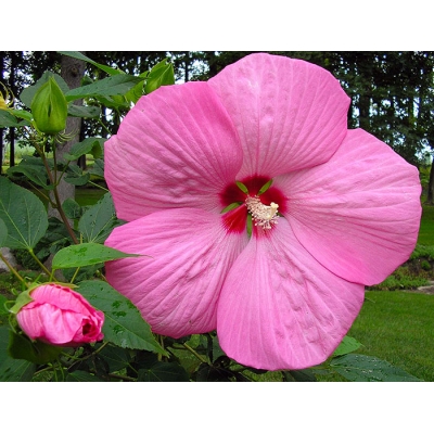 Hibiscus 'Pink Giant'