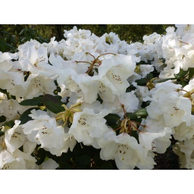Różanecznik, rhododendron Gartendirektor Riger Donica 1,5L