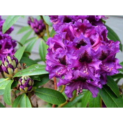 Różanecznik, rhododendron Purple splendour Donica 1,5L