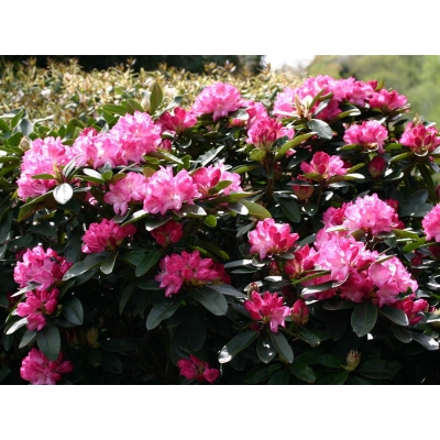 Różanecznik, rhododendron Resonanz