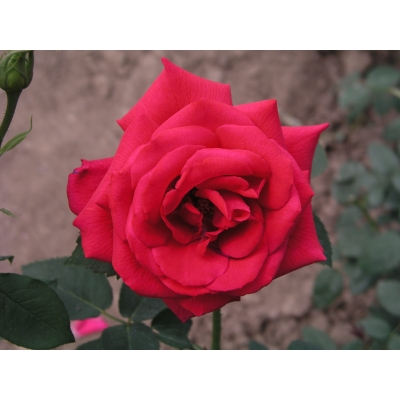 Róża wlkp. Czerwona Rozeta Z DONICY