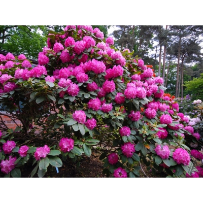 Różanecznik, rhododendron Germania