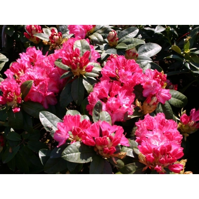 Różanecznik, rhododendron Sternzauber Donica 1,5L