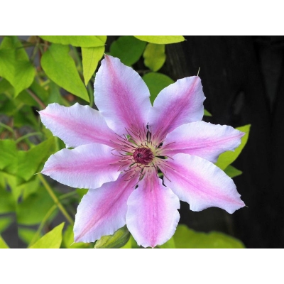 Clematis, powojnik 'Nelly moser'