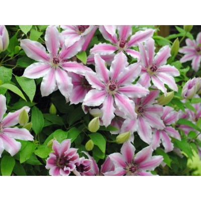 Clematis, powojnik 'Nelly moser'