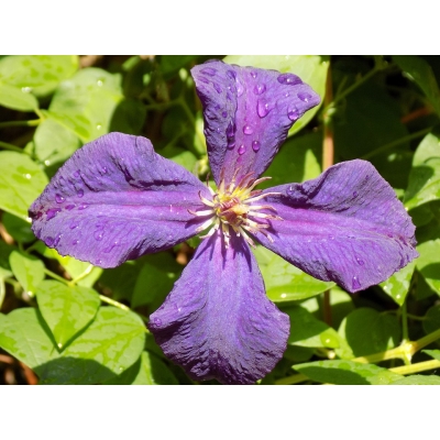 Clematis, powojnik 'Viola'