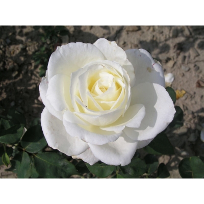 Róża wlkp. Biała Szlachetna Z DONICY