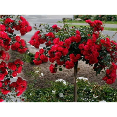 Róża na pniu sztamowa Czerwona zwisająca I gatunek 2 oczka