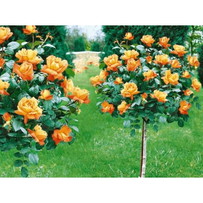 Róża na pniu sztamowa Pomarańczowa I gatunek 2 oczka