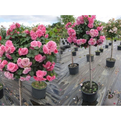 Róża na pniu sztamowa Różowa Angielska I gatunek 2 oczka