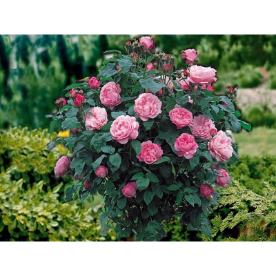 Róża na pniu sztamowa Różowa duży kwiat I gatunek 2 oczka