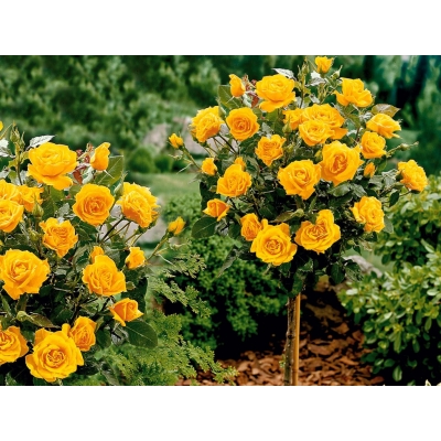 Róża na pniu sztamowa Żółta duży kwiat I gatunek 2 oczka