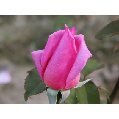 Róża wlkp. Różowa Szlachetna Z DONICY