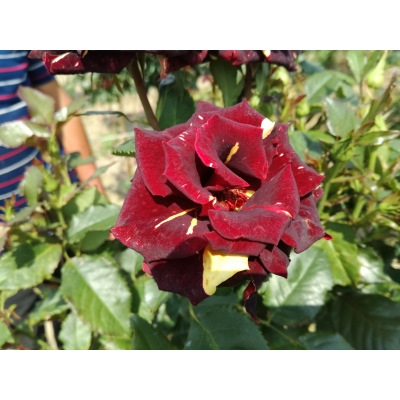 Róża na pniu sztamowa Dwukolorowa w paski II gatunek